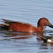 Cinnamon Teal